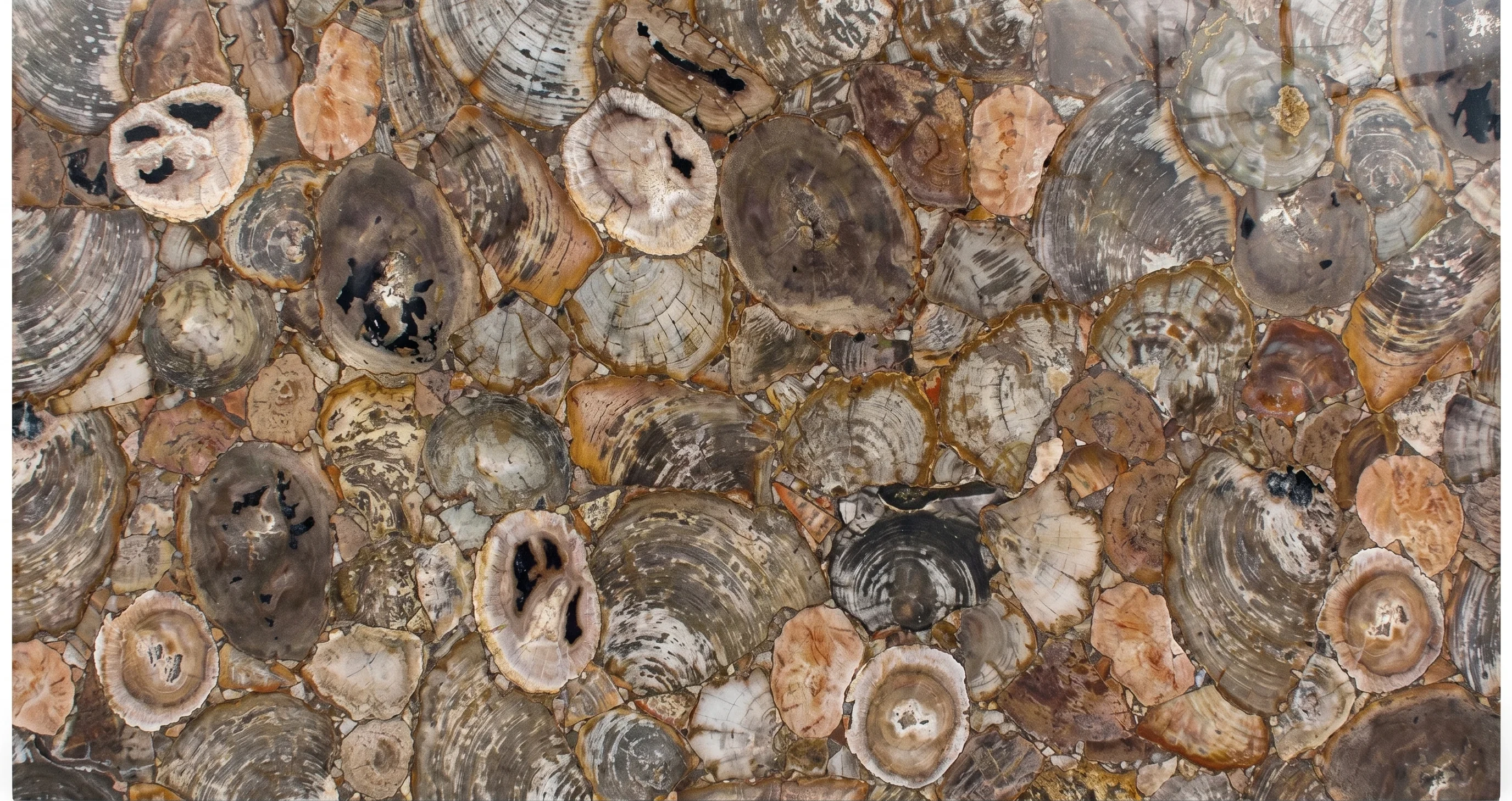 Referencia visual de piedra Fancy Petrified Wood