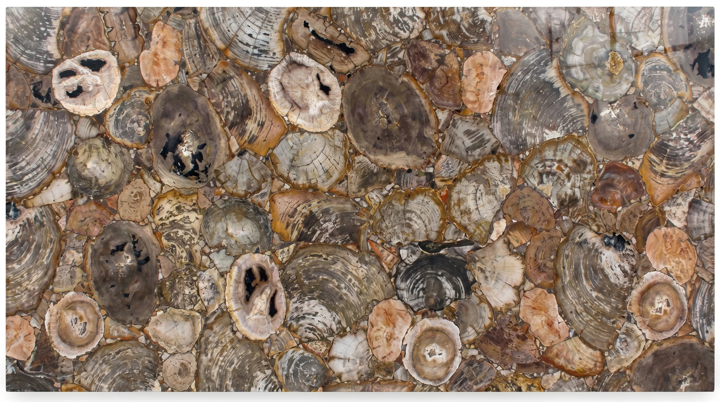 Placa de piedras especiales Fancy Petrified Wood Tempus Monterrey