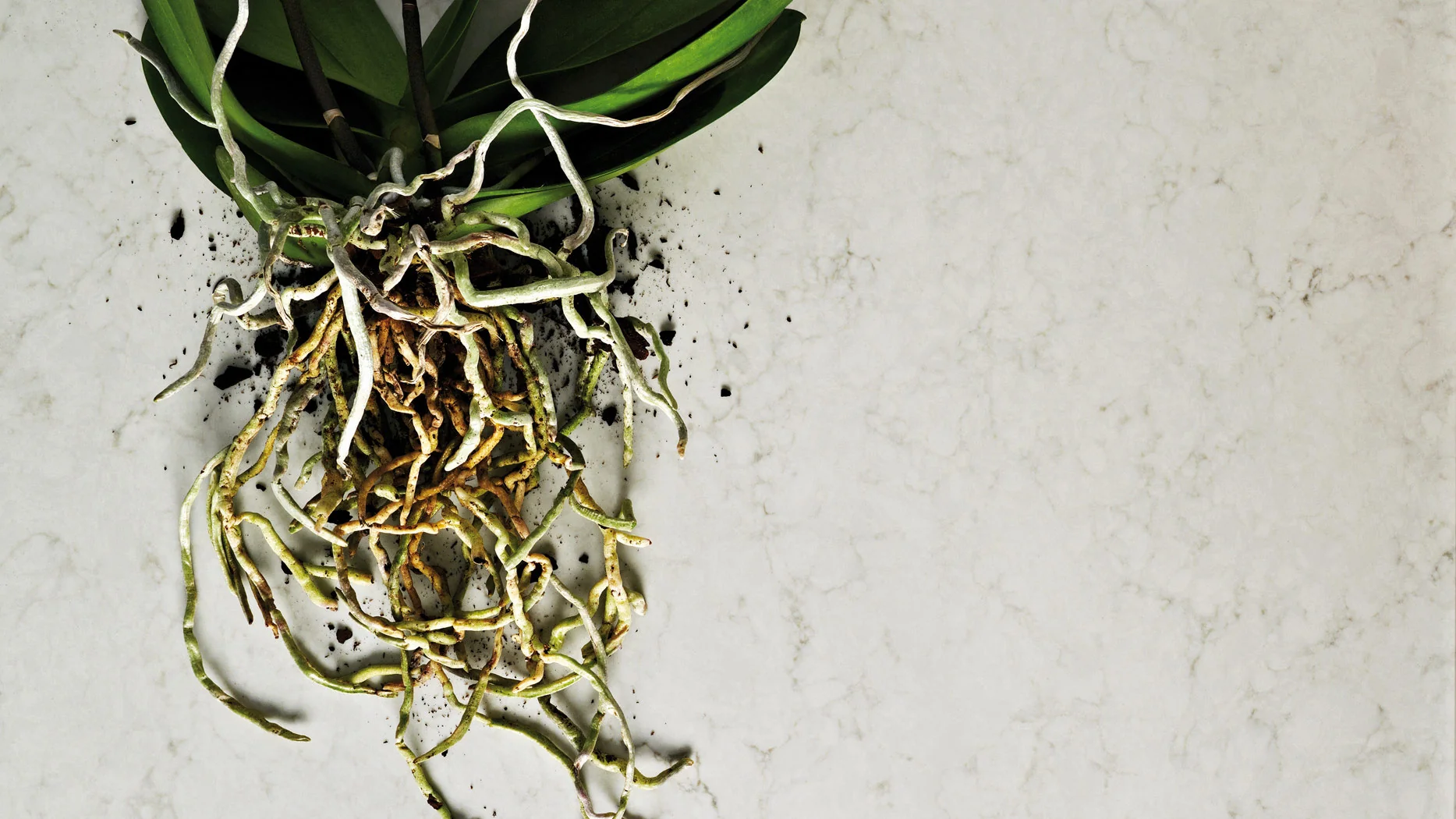 London Grey — Cuarzo Caesarstone